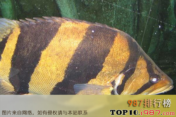 十大世界最好养的大型观赏鱼之泰国虎鱼