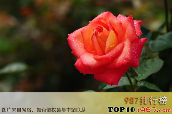 全球十大名花之玫瑰