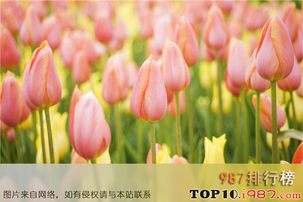 全球十大名花之郁金香