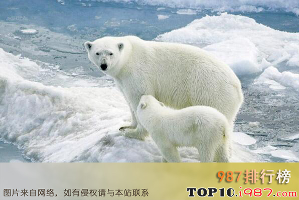 世界十大濒临灭绝的珍稀动物排行榜之北极熊