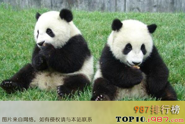世界十大濒临灭绝的珍稀动物排行榜之大熊猫