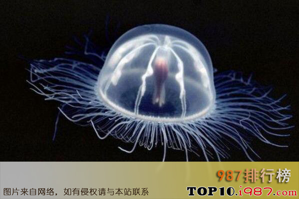 十大世界透明动物之透明水母