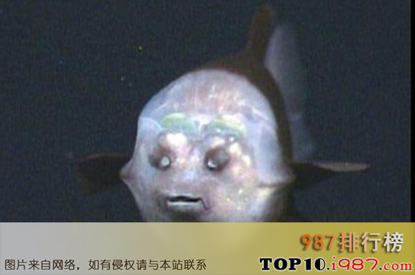 十大世界透明动物之透明深海怪鱼