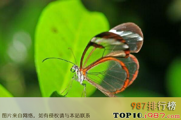 十大世界透明动物之透明蝴蝶