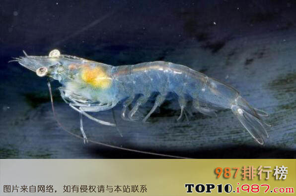 十大世界透明动物之透明虾
