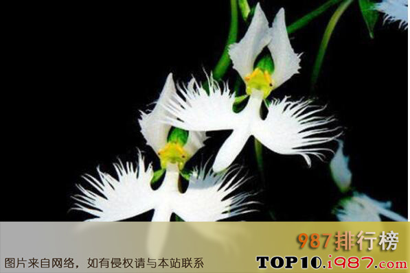十大世界上最令人惊讶的奇异植物之白鹭花