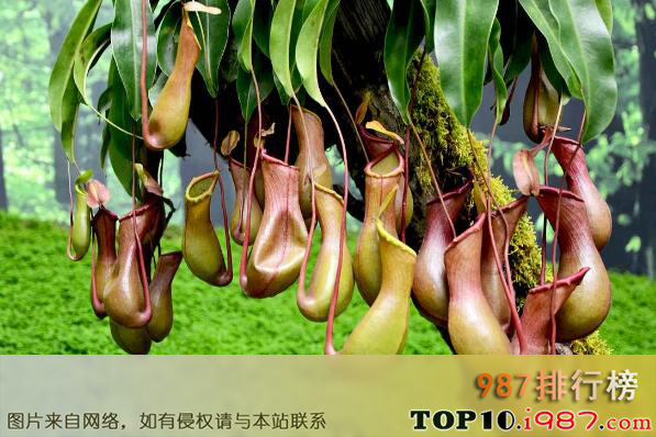 十大世界上最令人惊讶的奇异植物之猪笼草