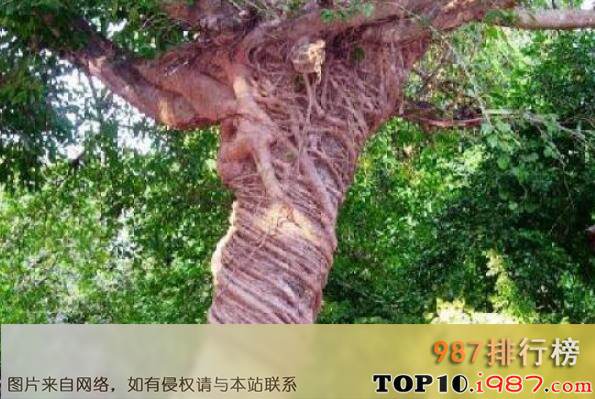十大世界上最令人惊讶的奇异植物之树木扼杀者
