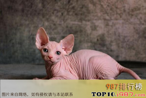 十大世界丑陋动物之斯芬克斯猫
