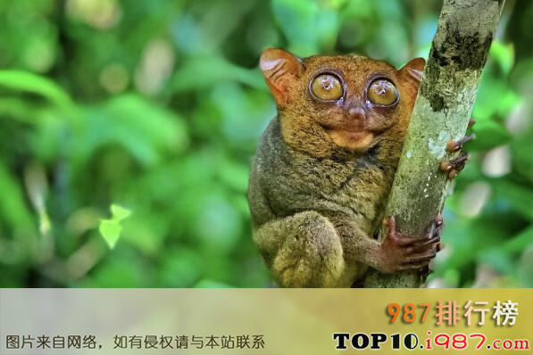 十大世界丑陋动物之眼镜猴