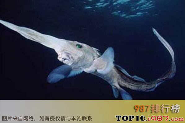 十大世界令人恐怖深海生物之长吻银鲛