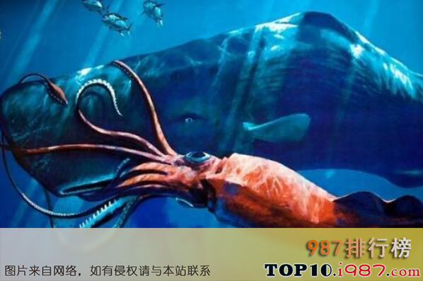 十大世界令人恐怖深海生物之巨型鱿鱼