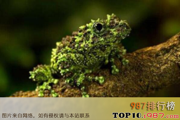 十大最怪异青蛙之越南苔藓蛙