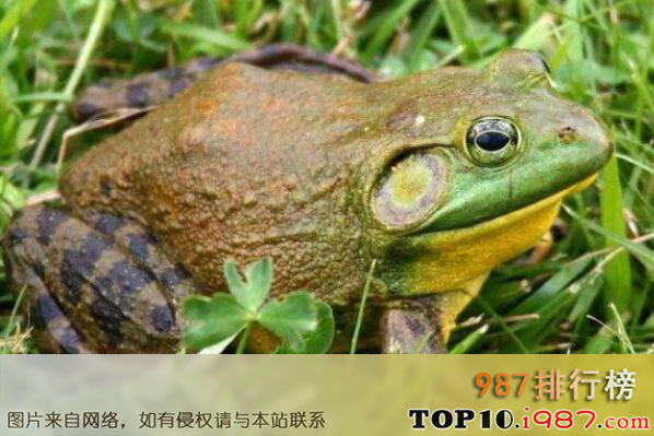 十大最怪异青蛙之非洲巨蛙