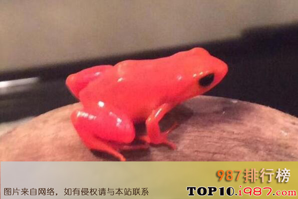 十大最怪异青蛙之红曼蛙