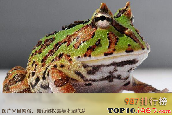 十大最怪异青蛙之华丽角蛙