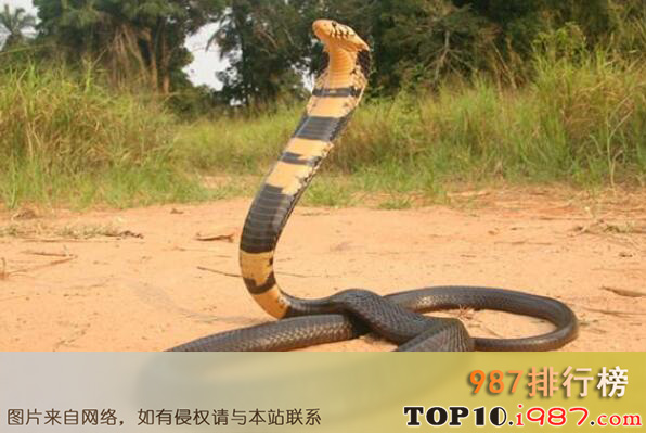 十大世界最致命动物之亚洲眼镜蛇