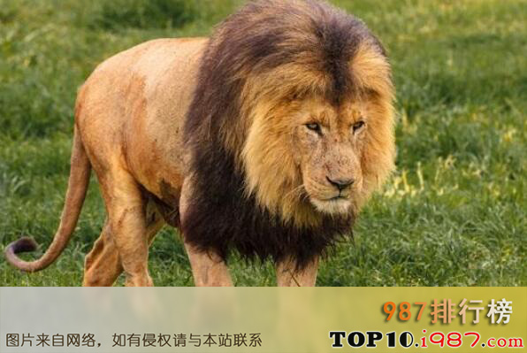 世界十大最致命动物排行榜之非洲狮