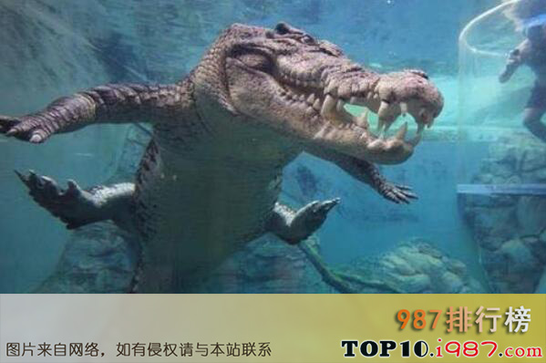 十大世界最致命动物之澳洲咸水鳄