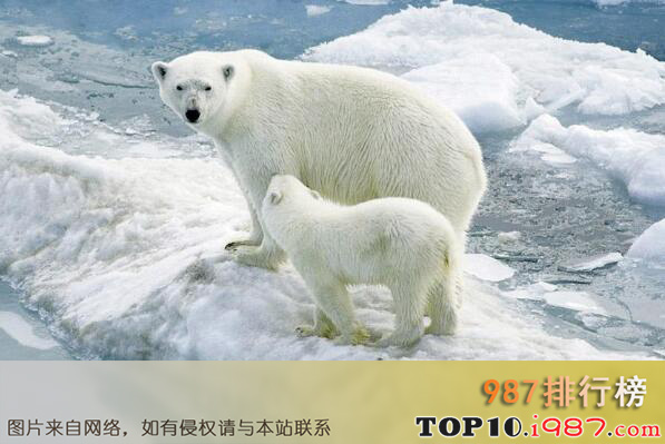 世界十大最致命动物排行榜之北极熊