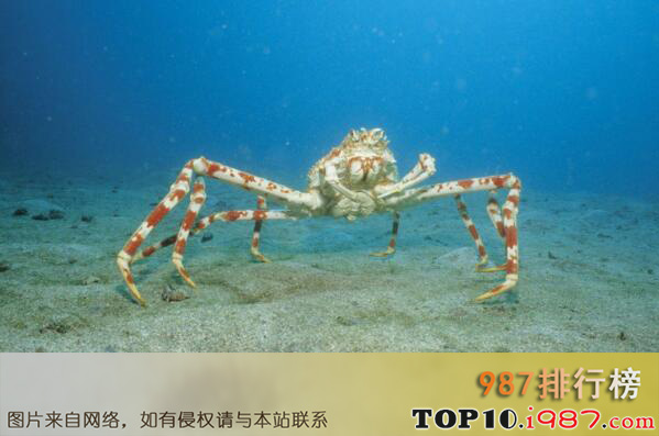 十大最怪异螃蟹物种之日本蜘蛛蟹