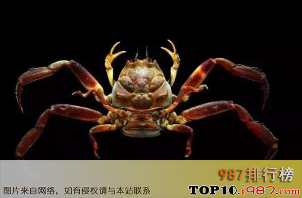 十大最怪异螃蟹物种之东方人面蟹