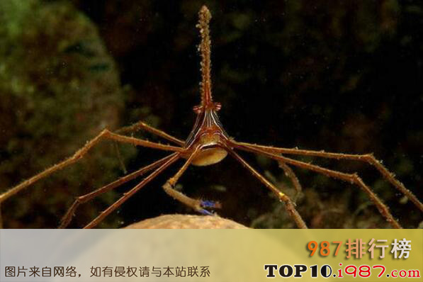十大最怪异螃蟹物种之箭头蟹