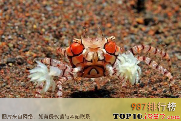 十大最怪异螃蟹物种之拳击蟹