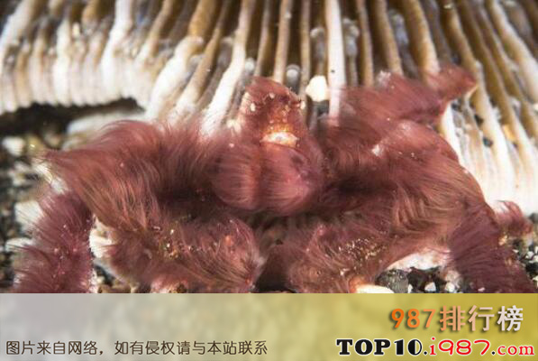 十大最怪异螃蟹物种之红毛猩猩蟹