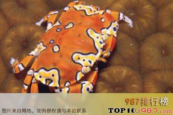 十大最怪异螃蟹物种之小丑蟹