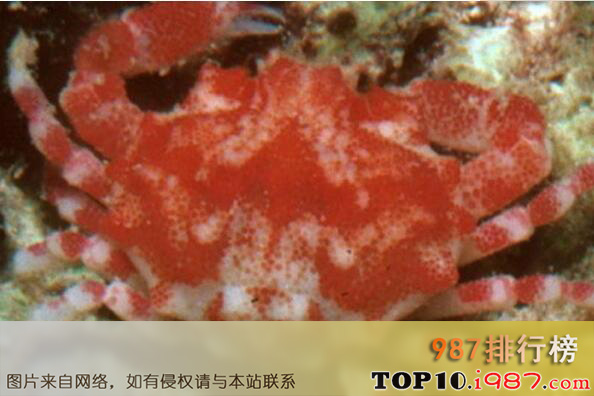 十大最怪异螃蟹物种之树莓蟹