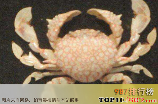 十大最怪异螃蟹物种之月亮花蟹