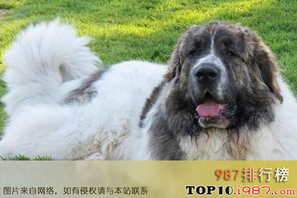 十大世界巨型犬种之西班牙獒