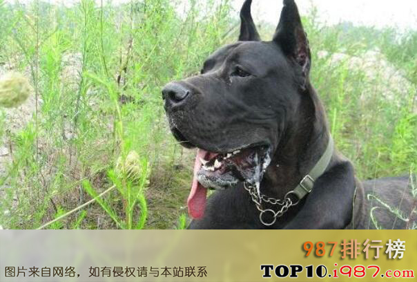 十大世界巨型犬种之纽芬兰犬