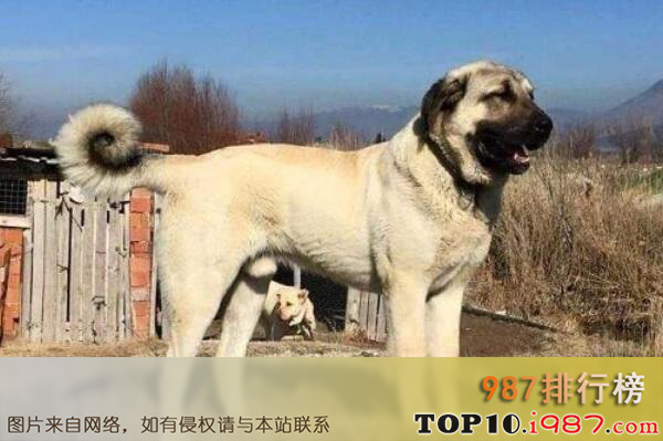 世界十大巨型犬种之坎高犬