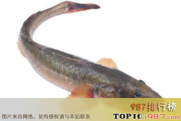 十大广东河鲜之海鲶鱼