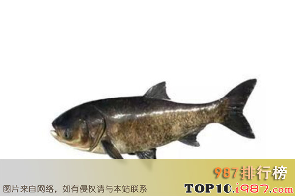 十大广东河鲜之大头鱼