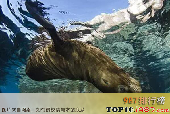 十大世界最能潜水的动物之加州海狮