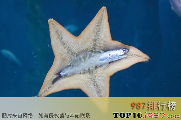十大世界最能潜水的动物之海星