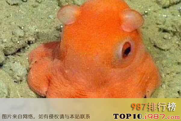 十大世界最能潜水的动物之小飞象章鱼