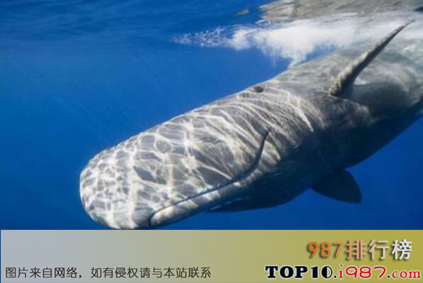 十大世界最能潜水的动物之抹香鲸