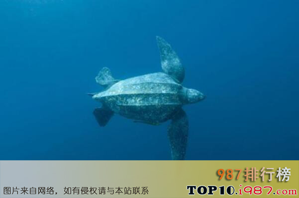 十大世界最能潜水的动物之棱皮龟