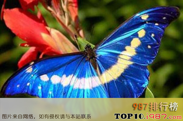 十大世界最出名的蝴蝶之光明女神闪蝶