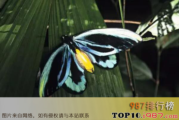 十大世界最出名的蝴蝶之亚历山大鸟翼凤蝶
