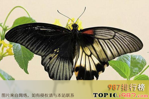 十大世界最出名的蝴蝶之皇蛾阴阳蝶