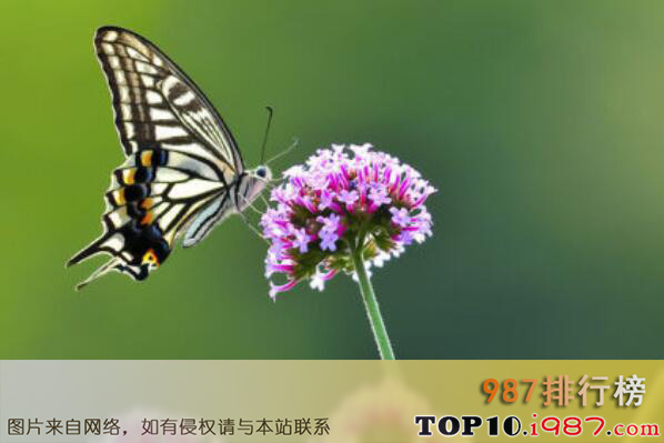 十大世界最出名的蝴蝶之卡申夫鬼美人凤蝶