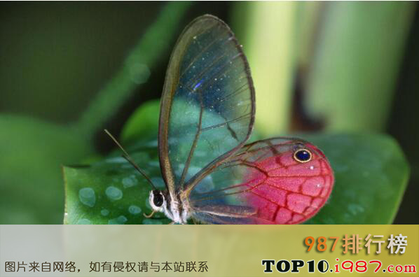 十大世界最出名的蝴蝶之玫瑰水晶眼蝶