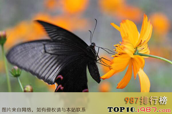 十大世界最出名的蝴蝶之双尾褐凤蝶