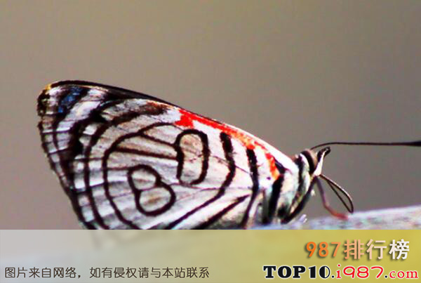 十大世界最出名的蝴蝶之88多涡蛱蝶