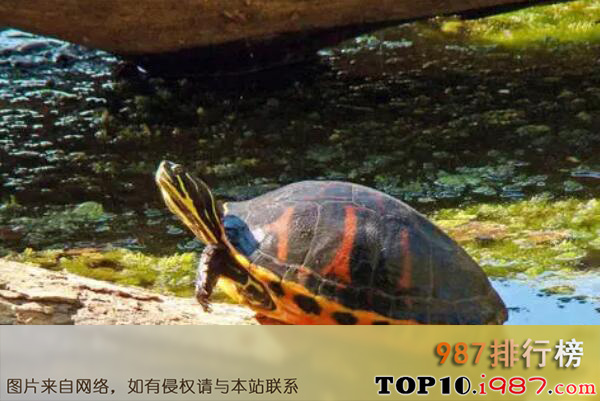 十大世界最受欢迎的小型宠物之乌龟